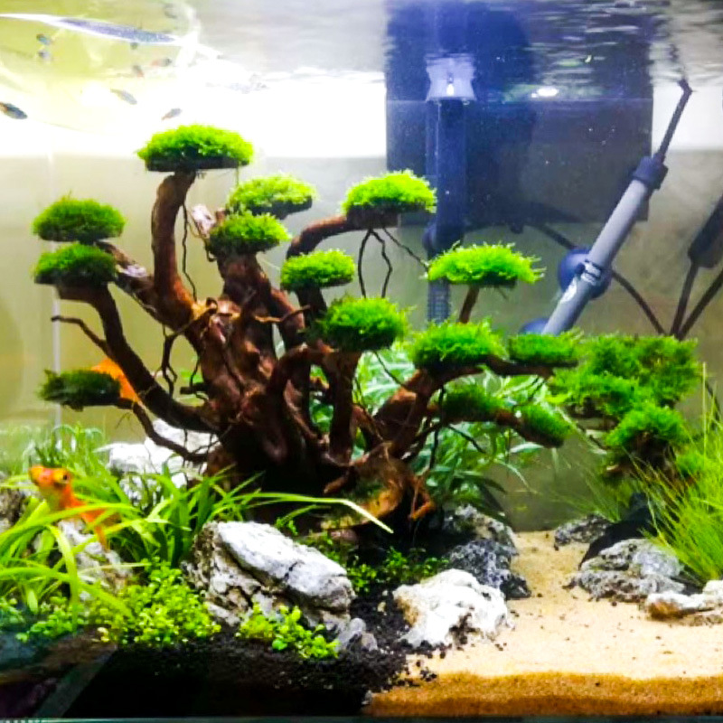 Aquarium Plant Design - Aquarium Landscaping Moss Tree Skeleton Finished