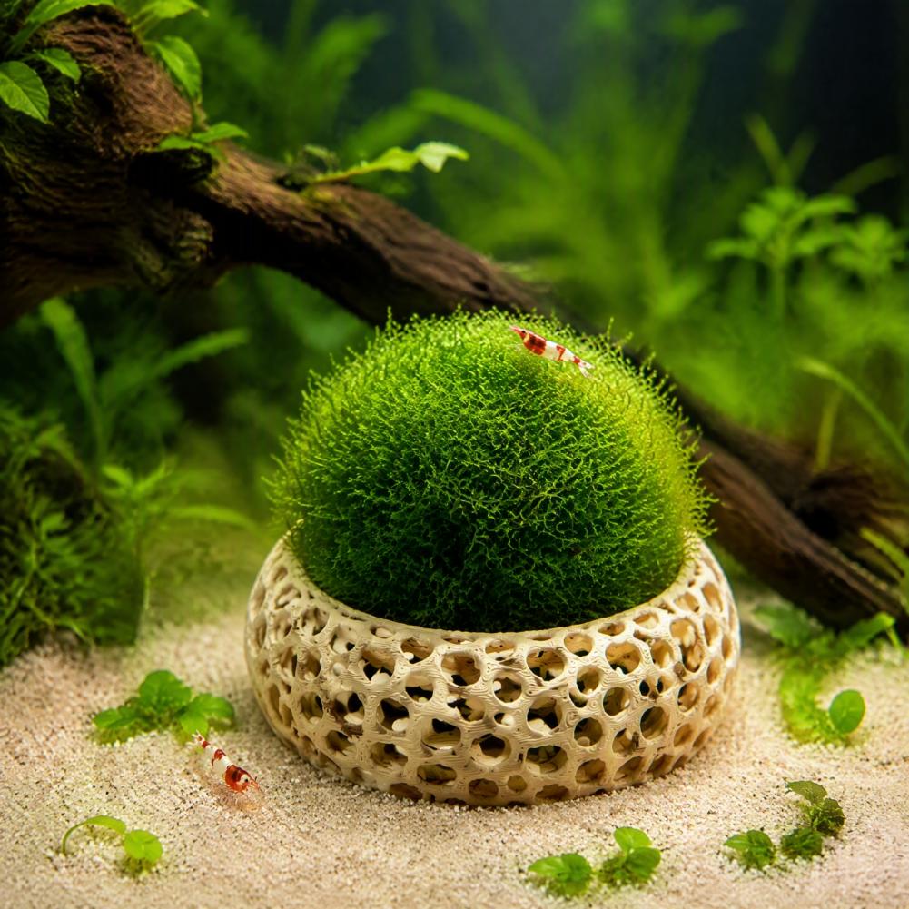 Aquarium Plant Holder 2-pack S - Planted Aquarium Anubias ulasan dan harga