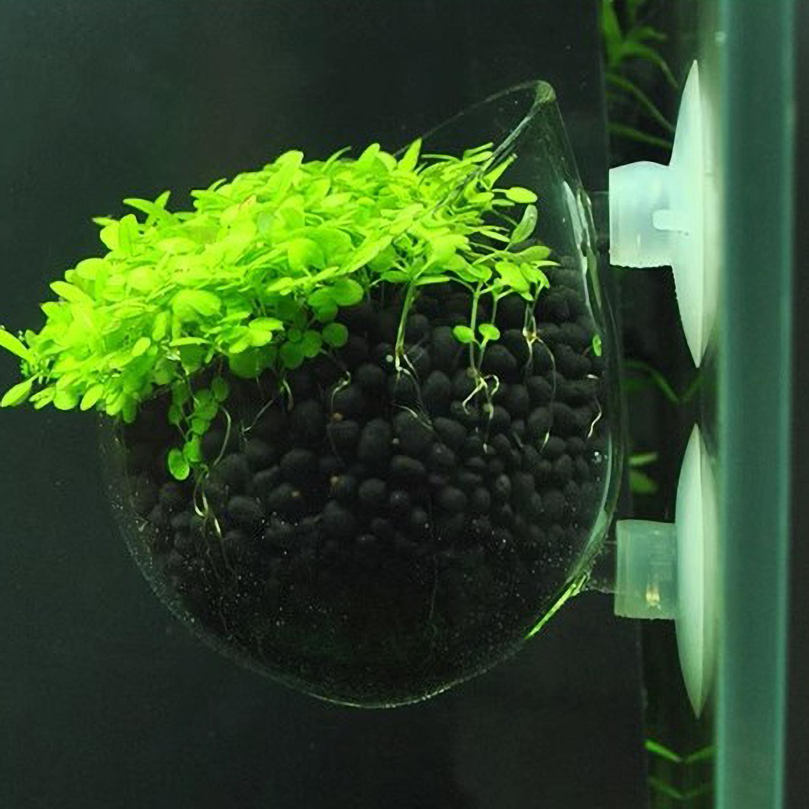 Aquarium Plant Holder Glass Aq - Aquarium Plant Design ulasan dan harga