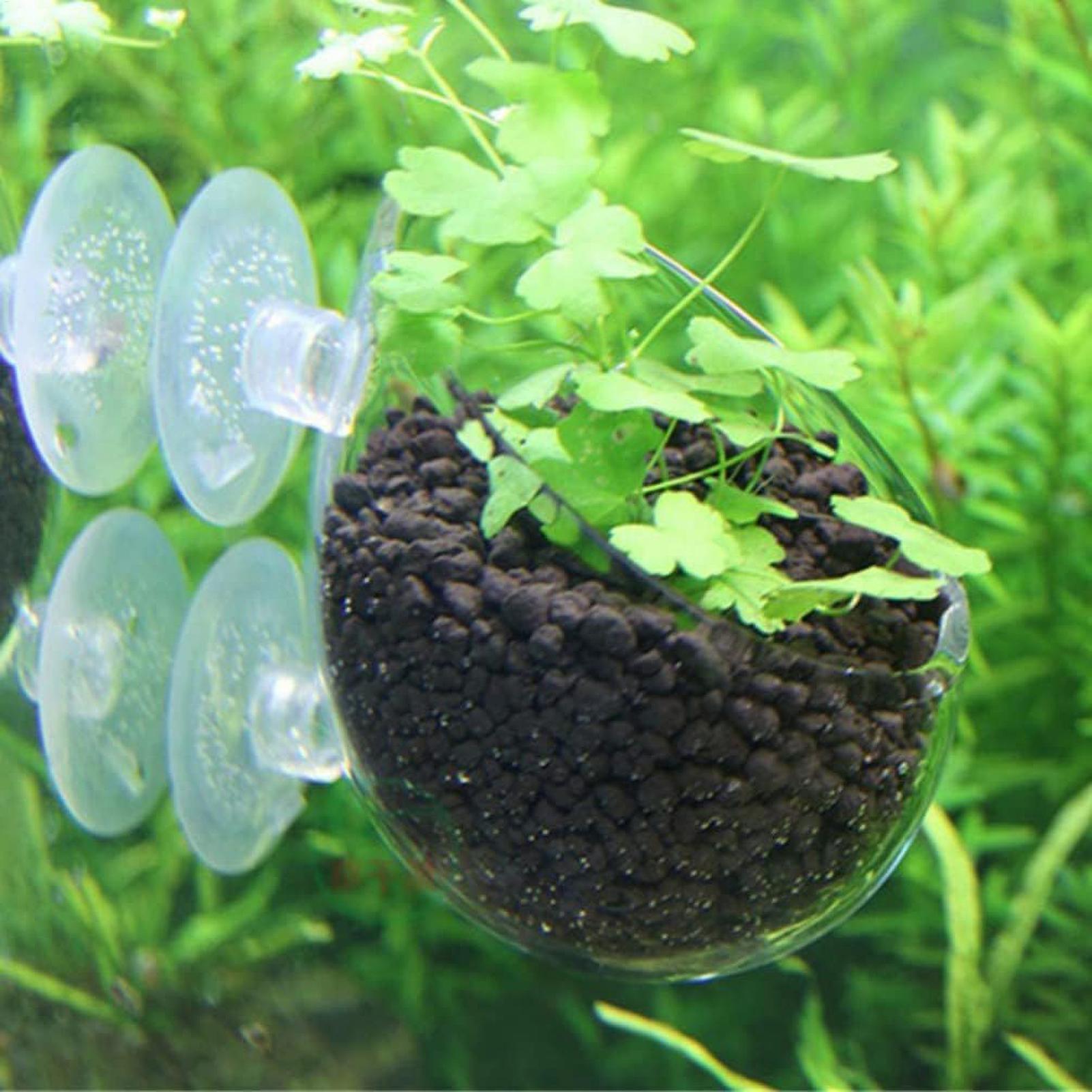 Aquarium Plant Holder Glass Aq - Aquarium Plant Design ulasan dan harga