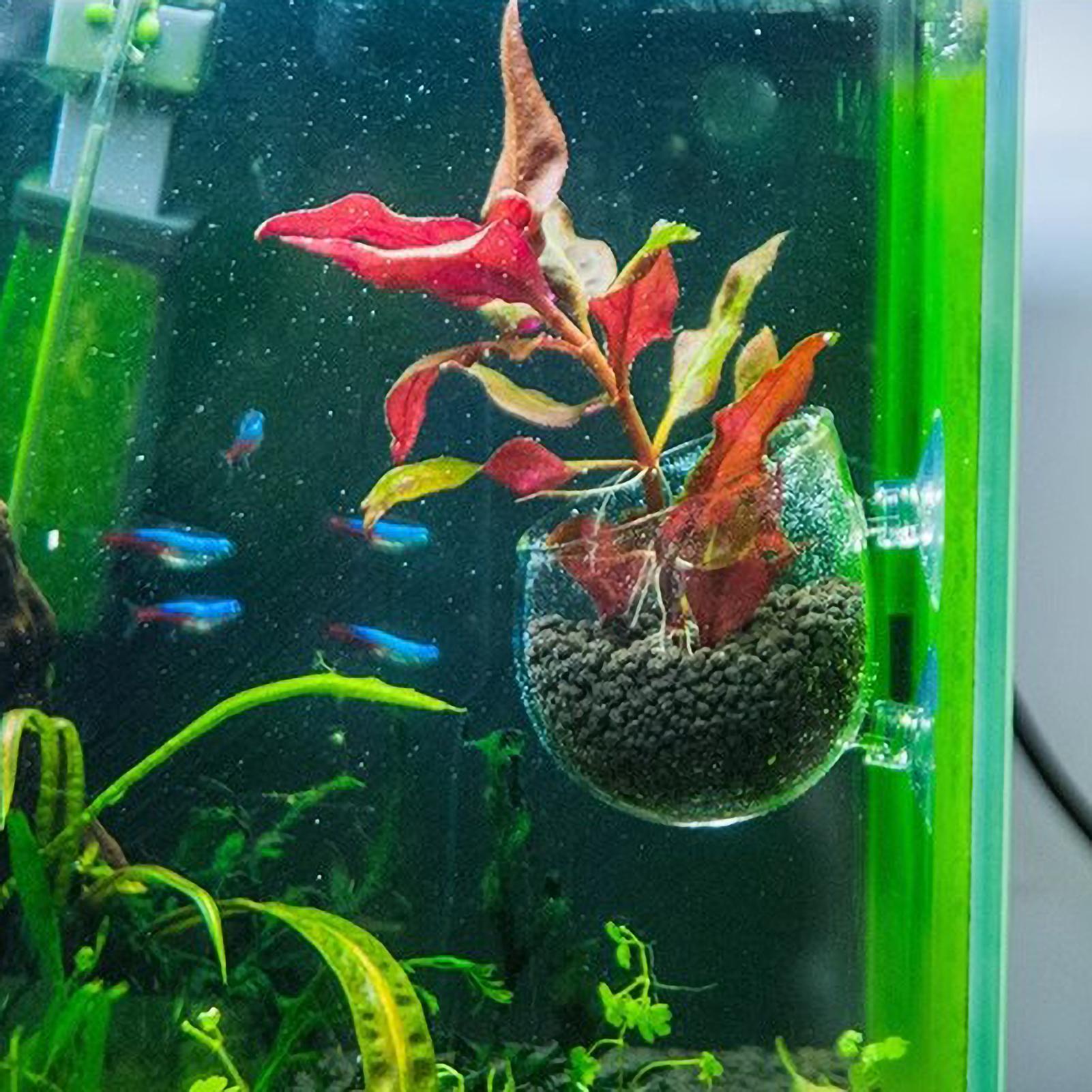 Aquarium Plant Holder Glass Aq - Aquarium Plant Design ulasan dan harga