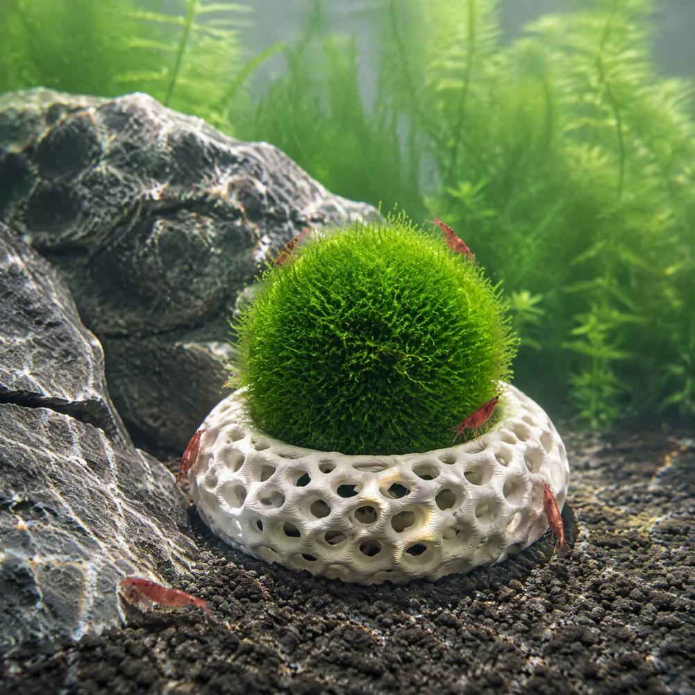 Dwarf Shrimp Hideout 2-pack Sh - Planted Aquarium Anubias ulasan dan harga