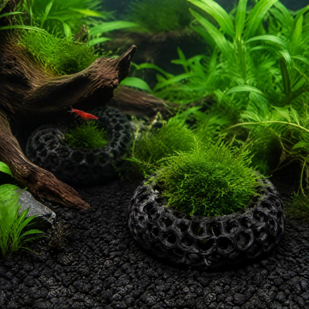 Aquarium Decorations for Shrim - Planted Aquarium Anubias ulasan dan harga