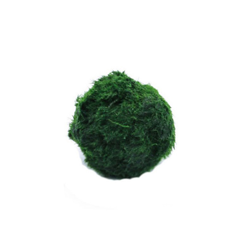 Marimo Moss Balls Live Aquariu - Planted Aquarium Maintenance ulasan dan harga