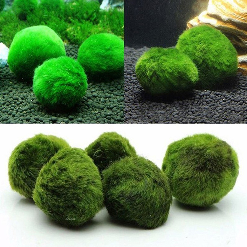 Marimo Moss Balls Live Aquariu - Planted Aquarium Maintenance ulasan dan harga